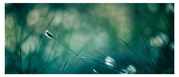 Slika - Detalj trave (120x50 cm)
