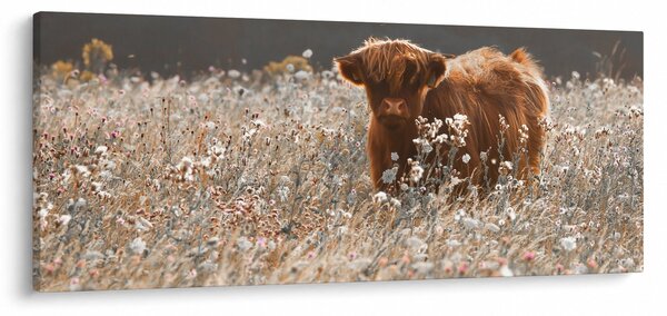 Slika - Škotska krava u cvijeću (120x50 cm)