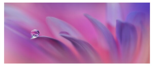 Slika - Kap na cvijetu (120x50 cm)