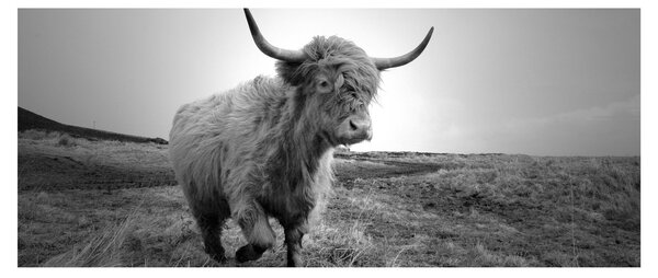Slika - Škotska krava, crno-bijela (120x50 cm)