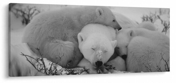 Slika - Polarni medvjedi, crno-bijela (120x50 cm)