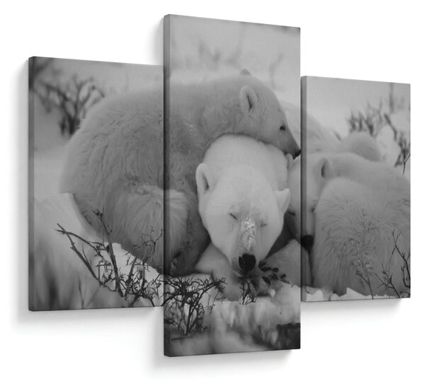 Slika - Polarni medvjedi, crno-bijela (90x60 cm)