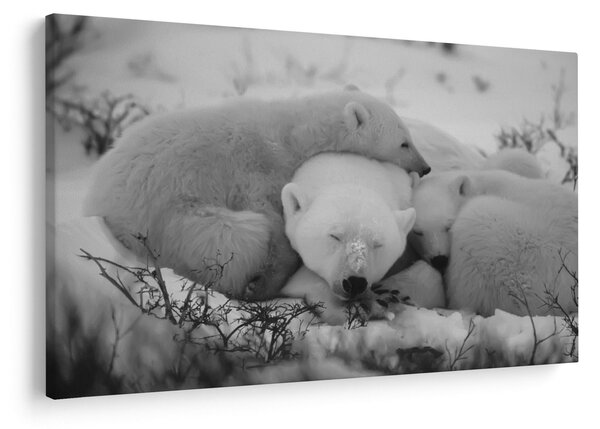 Slika - Polarni medvjedi, crno-bijela (90x60 cm)