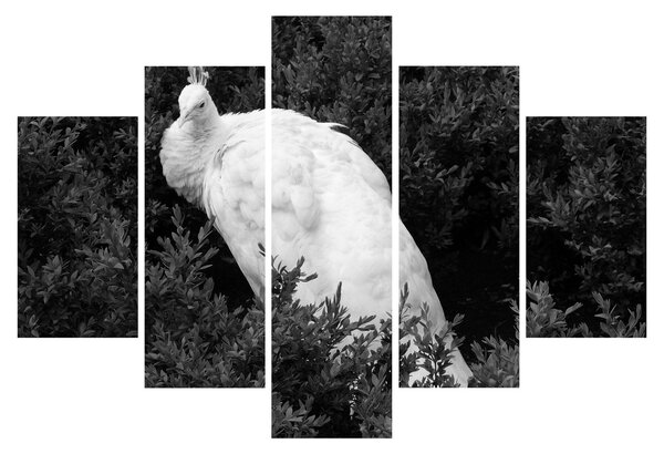 Slika - Paun, crno-bijela (150x105 cm)