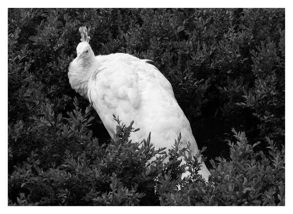 Slika - Paun, crno-bijela (70x50 cm)
