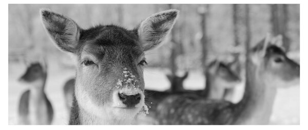 Slika - Bambi, crno-bijela (120x50 cm)