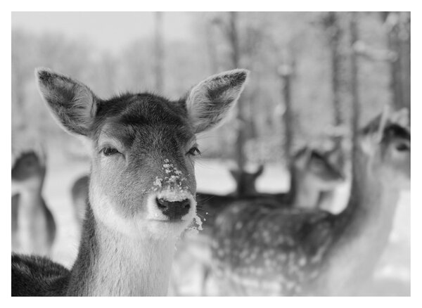 Slika - Bambi, crno-bijela (70x50 cm)