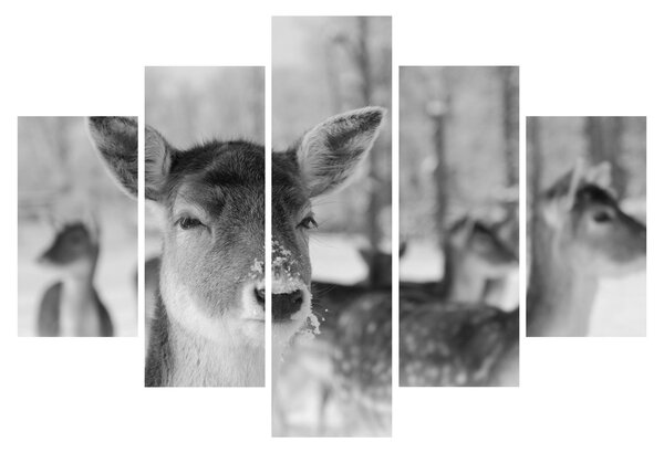 Slika - Bambi, crno-bijela (150x105 cm)