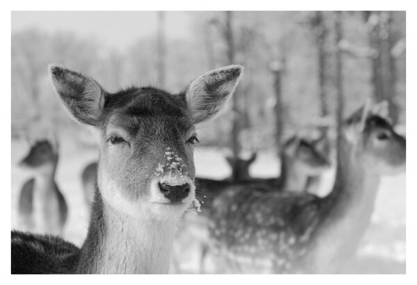 Slika - Bambi, crno-bijela (90x60 cm)