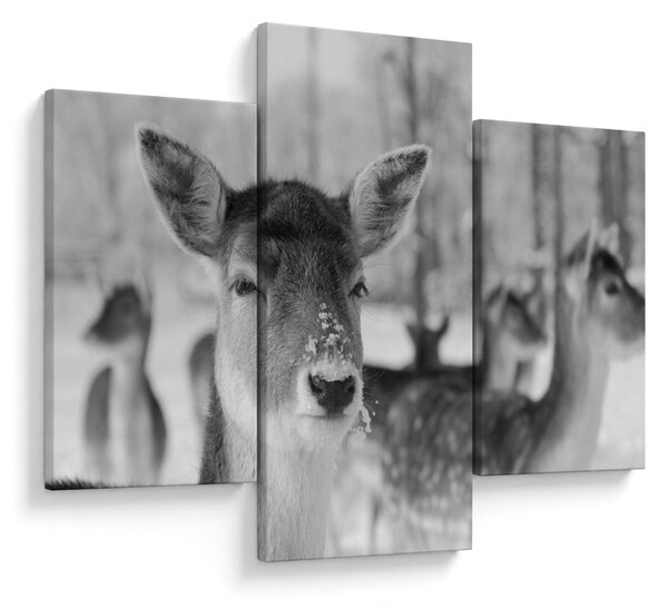 Slika - Bambi, crno-bijela (90x60 cm)
