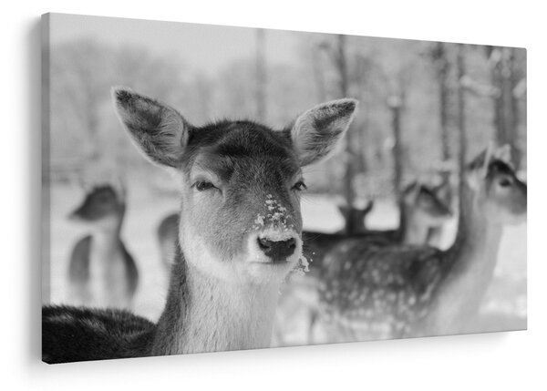 Slika - Bambi, crno-bijela (90x60 cm)