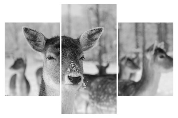 Slika - Bambi, crno-bijela (90x60 cm)