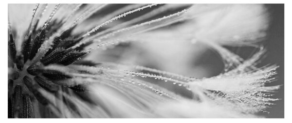 Slika - Makro, crno-bijela (120x50 cm)