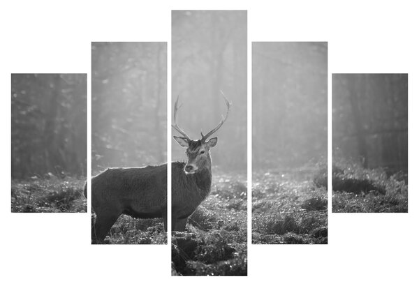 Slika - Jelen u šumi, crno-bijela (150x105 cm)