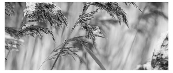 Slika - Lipnice, crno-bijela (120x50 cm)