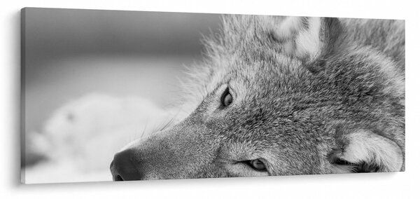 Slika - Vuk, crno-bijela (120x50 cm)