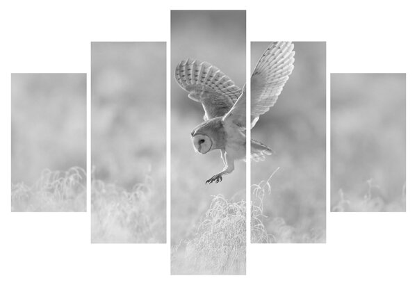Slika - Sova, crno-bijela (150x105 cm)