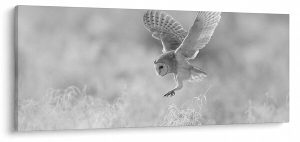 Slika - Sova, crno-bijela (120x50 cm)