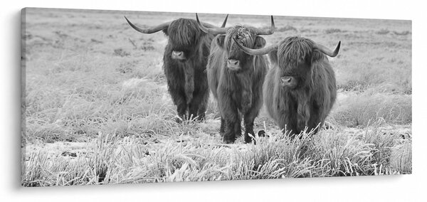 Slika - Škotske krave, crno-bijela (120x50 cm)