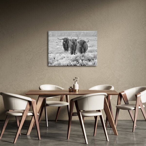 Slika - Škotske krave, crno-bijela (70x50 cm)