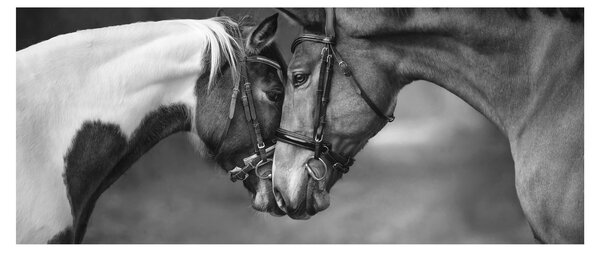 Slika - Zaljubljeni konji, crno-bijela (120x50 cm)