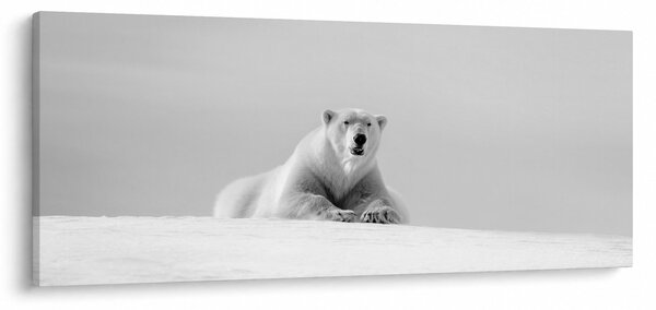 Slika - Polarni medvjed, crno-bijela (120x50 cm)
