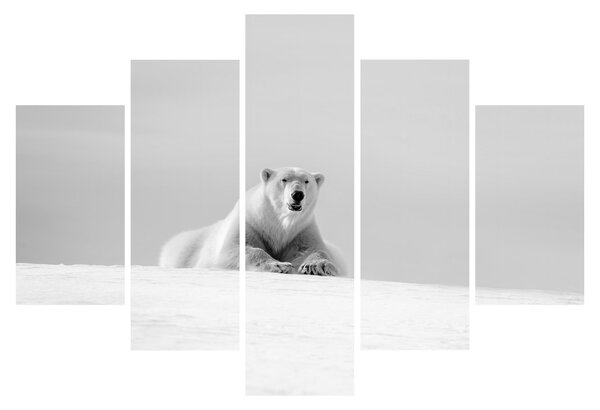 Slika - Polarni medvjed, crno-bijela (150x105 cm)