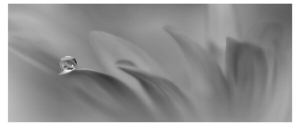 Slika - Kap na cvijetu, crno-bijela (120x50 cm)