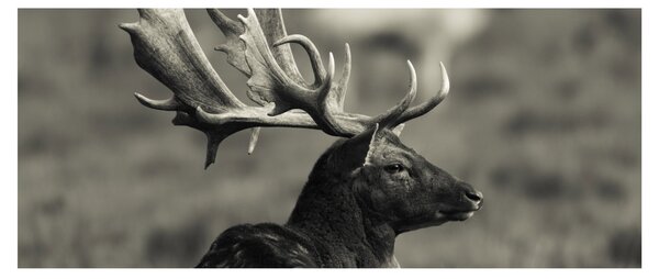 Slika - Jelen (120x50 cm)