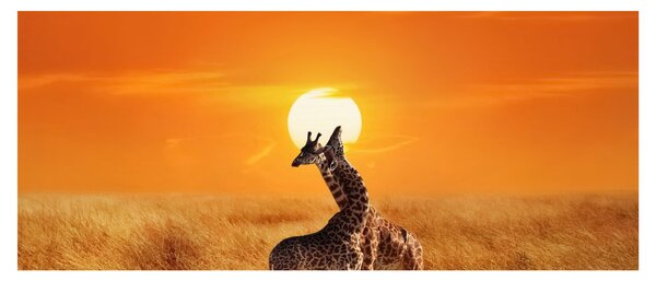 Slika - Žirafe u nacionalnom parku Serengeti (120x50 cm)