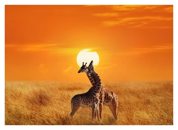 Slika - Žirafe u nacionalnom parku Serengeti (70x50 cm)