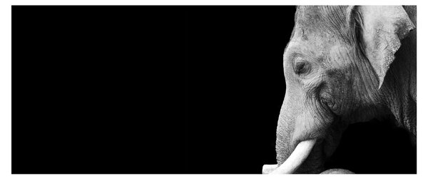 Slika - Slon (120x50 cm)