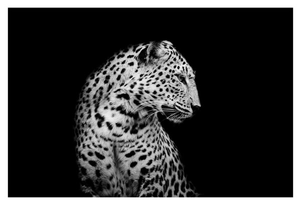 Slika - Leopard (90x60 cm)