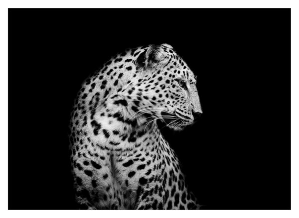 Slika - Leopard (70x50 cm)