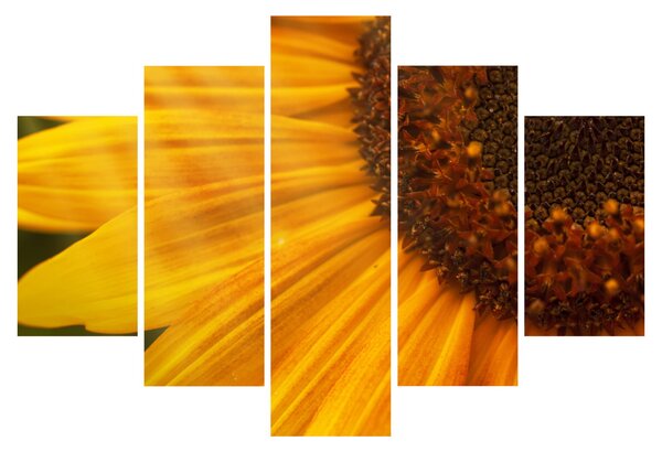 Slika - Suncokreti (150x105 cm)