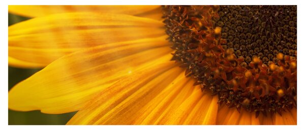 Slika - Suncokreti (120x50 cm)