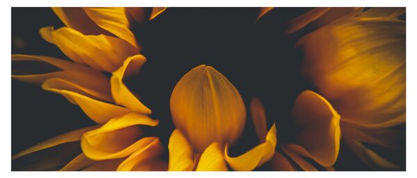Slika - Suncokreti u crnoj pozadini (120x50 cm)