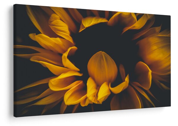 Slika - Suncokreti u crnoj pozadini (90x60 cm)