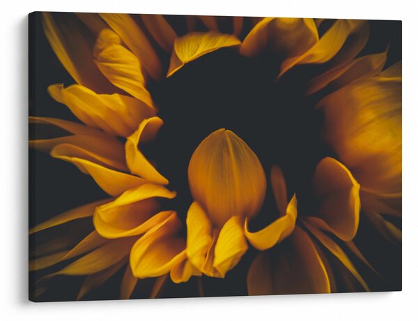 Slika - Suncokreti u crnoj pozadini (70x50 cm)
