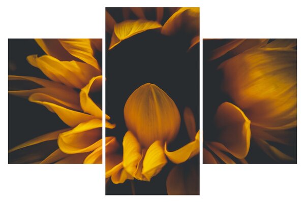 Slika - Suncokreti u crnoj pozadini (90x60 cm)