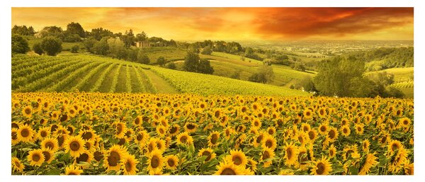 Slika - Polje suncokreta (120x50 cm)