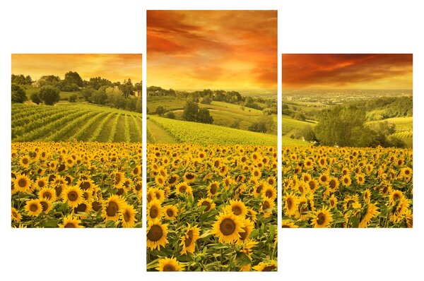 Slika - Polje suncokreta (90x60 cm)