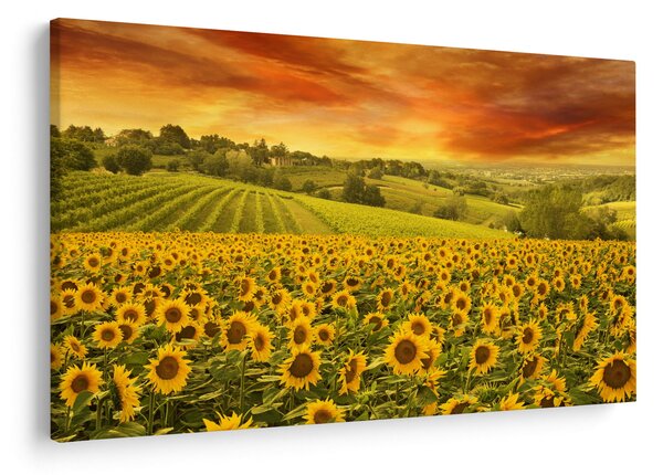 Slika - Polje suncokreta (90x60 cm)