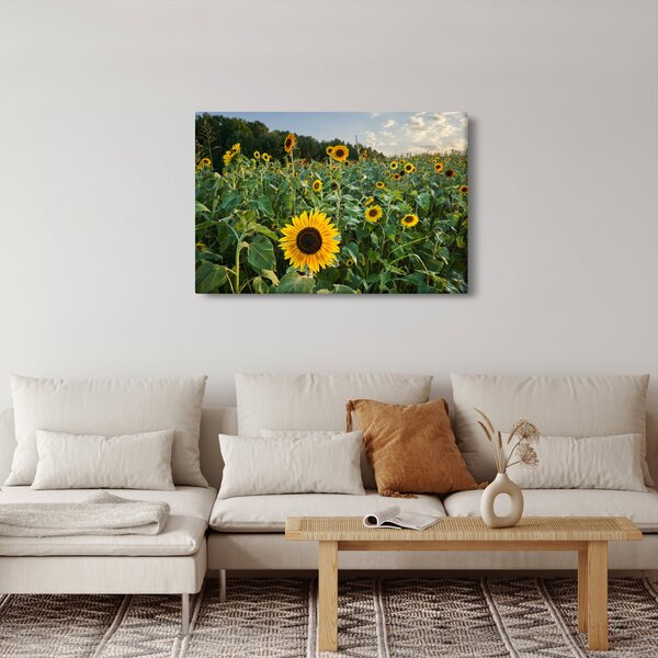 Slika - Polje suncokreta II. (90x60 cm)