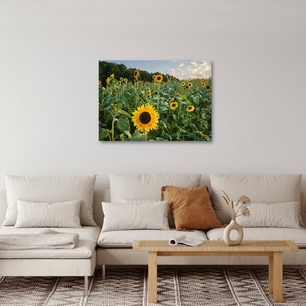 Slika - Polje suncokreta II. (70x50 cm)
