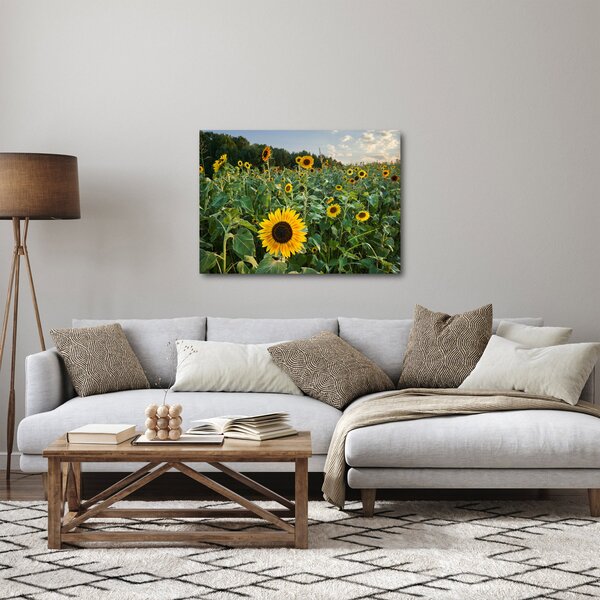 Slika - Polje suncokreta II. (70x50 cm)