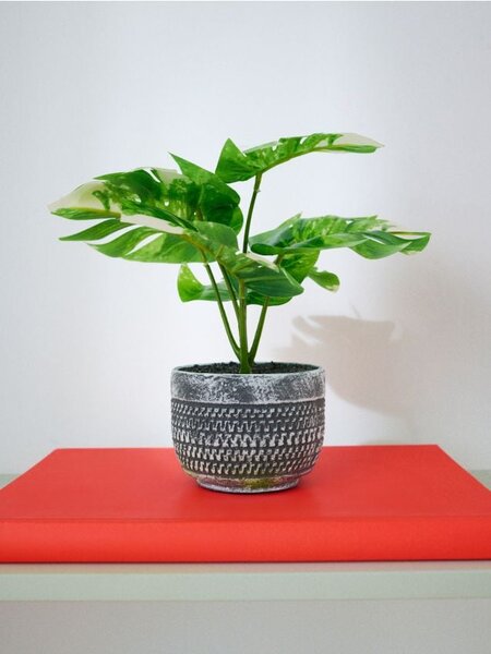 Sinsay - Ukrasna biljka u loncu – monstera