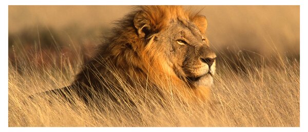 Slika - Nacionalni park Etosha (120x50 cm)