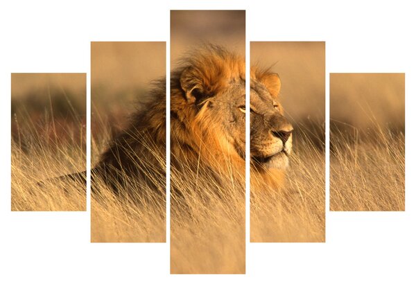 Slika - Nacionalni park Etosha (150x105 cm)