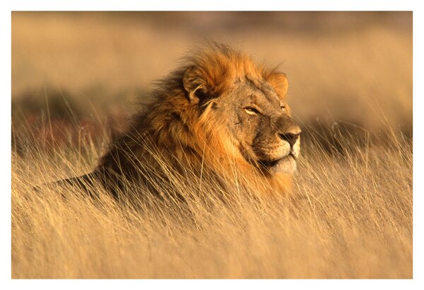 Slika - Nacionalni park Etosha (90x60 cm)